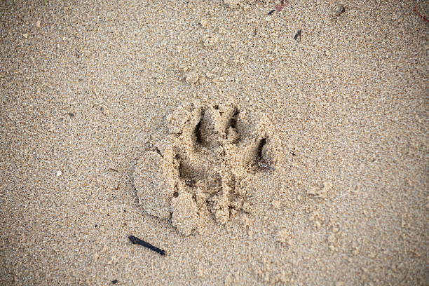 Paw prints on the sand of a beach located by the Meuse river in De Bosch.