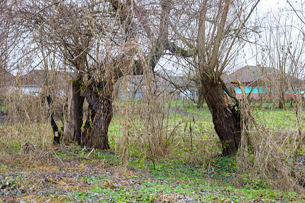 Old spreading trees with massive trunks and bare branches stand against a backdrop of rural houses on a gloomy winter day. The absence of leaves and dry grass create a calm,