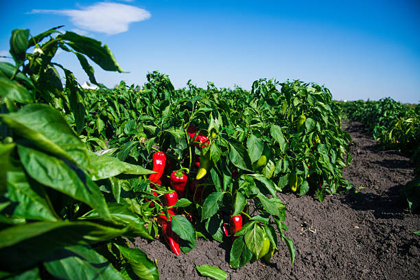 Growing bell peppers. Rows fresh ripe red green and yellow peppers on the branches on a farm plantation in soil.