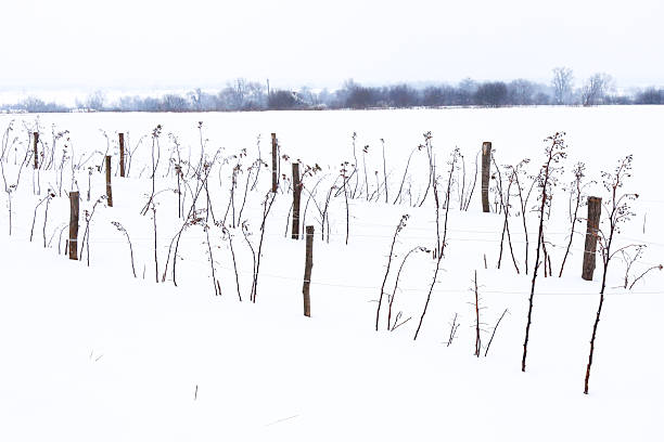 fruit tree plantation covered with snow