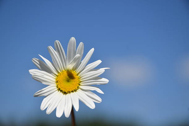 Une marguerite, Sainte-Apolline, Québec, Canada
