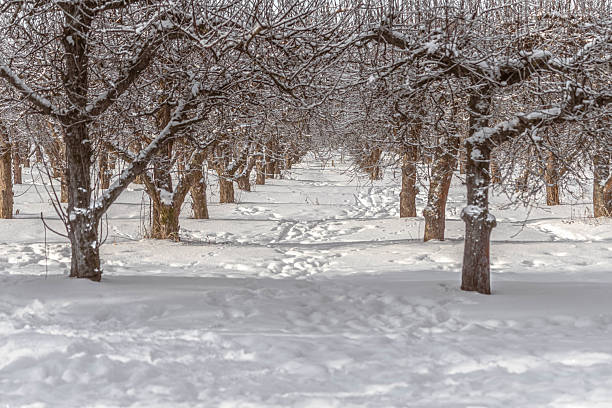 Apricot orchard, garden, winter, cold, apricot tree, trees