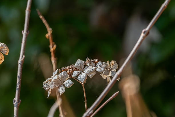 A macro shot focusing on the delicate, paper-like texture of dried hydrangea petals on thin winter branches.