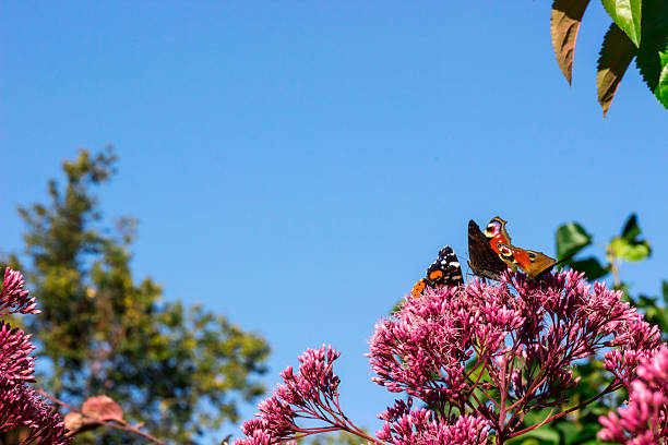 peacock eye butterfly on a pink flower against a blue sky. colorful macro photo of an insect. wild wildlife. screensaver. free space. close-up. butterfly. Aglais io. Nymphalidae. Saturnia pyri.