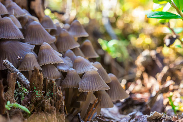 small mushrooms. on a blurred background. colorful macro photography of mushrooms. close-up. solid background. free space. space for text. Coprinus. Agaricaceae. Agaricaceae. Annularius. Coprinusella