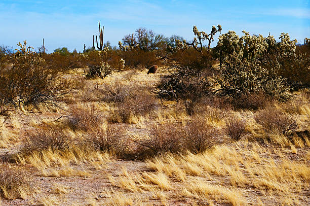 Expansive landscape Sonoran desert in central Arizona USA on a late winter morning