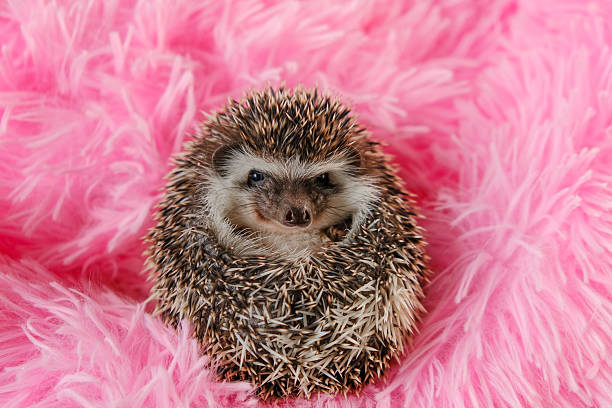 Cute Hedgehog on Pink Fluffy Background
