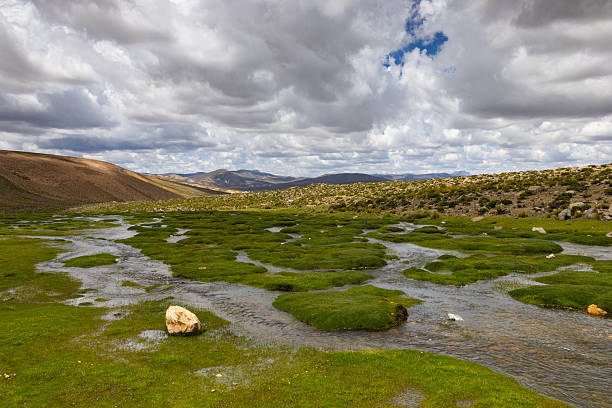 Green pastures on the way through the Altiplano