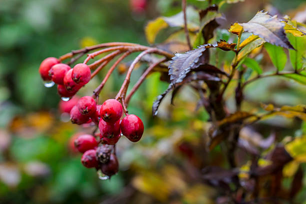 red hawthorn berries with raindrops or dew. on a blurred background with a bokeh effect. macro photography of berries. screensaver. free space. close-up. hawthorn. Crataegus sanguinea. Rosaceae