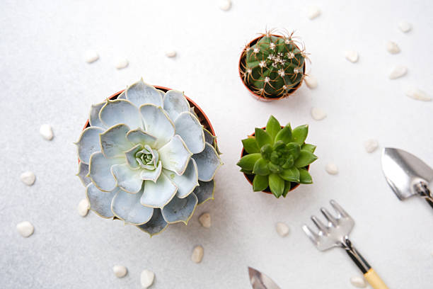 Three potted plants, including a cactus, sit on a white surface with small pebbles and gardening tools.