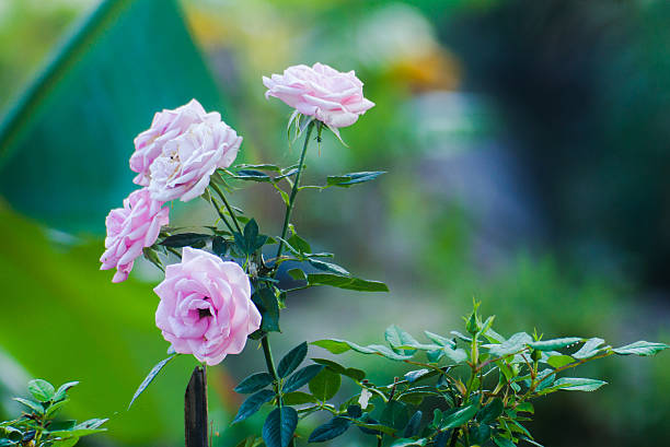 Soft petals of pink roses with drops of rain offer a serene and elegant floral display in the garden