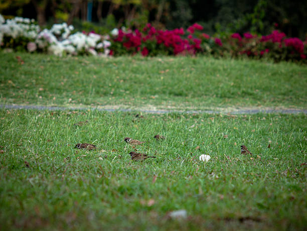 Small Sparrow Bird Foraging on Fresh Green Grass Lawn