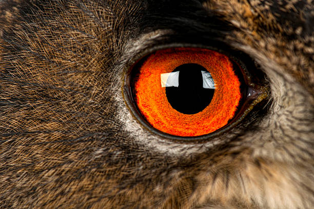 Predator owl eye up close with intricate feathers and detailed orange iris