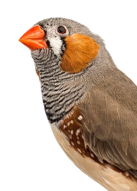 Zebra finch featuring detailed feathers, an orange beak, and distinctive markings