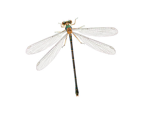 Damselfly displaying delicate wings and slender body on a clean white background