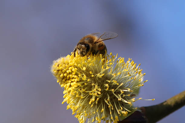 Apis melifera sur plante non identifiée