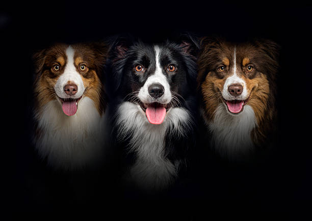 Trio of australian shepherd and border collie dogs smiling at the camera