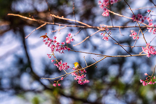 A sunbird perched on a branch of cherry blossoms in full bloom - Mang Den district, Kon Tum Province, central highlands Vietnam