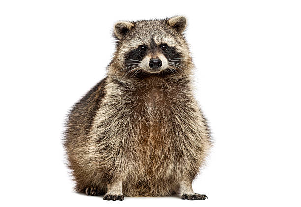 A raccoon works its way around the marshy grass.
