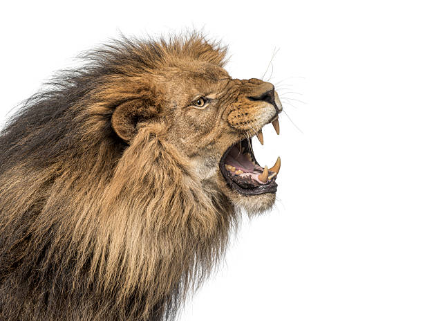 istock Male lion snarling showing fierce aggression on white 2257057856