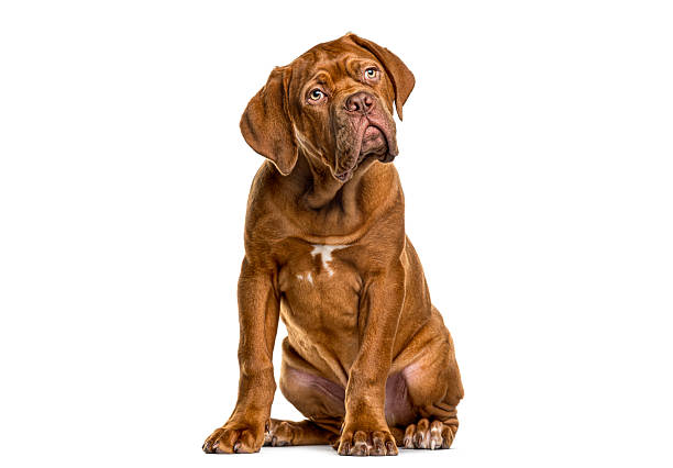 Young Purebred Cane Corso Dog. Black Dog on Black Background. Studio Shot.