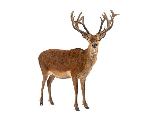 Red deer stag, cervus elaphus, standing on a white background with large antlers