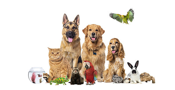 istock Group of diverse domestic pets posing together 2257058098