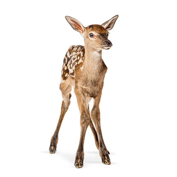 istock Fawn looking away standing on white background 2257058173