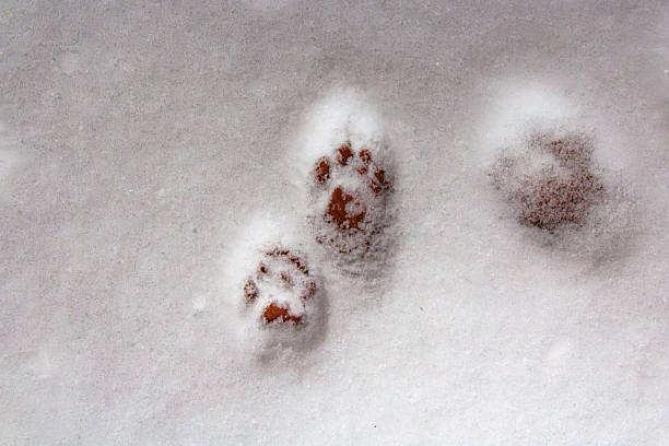 istock Cat's paw print on the snow 2257058182