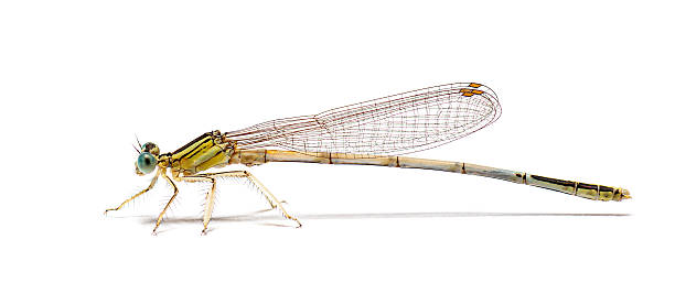 istock Damselfly perching on white background with blue eyes 2257058195