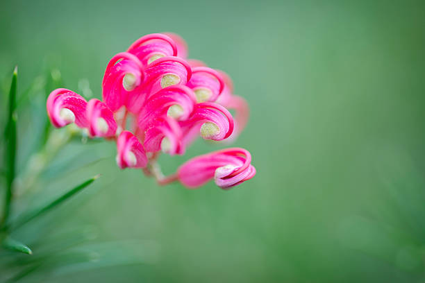 Grevillea juniperina blossoming