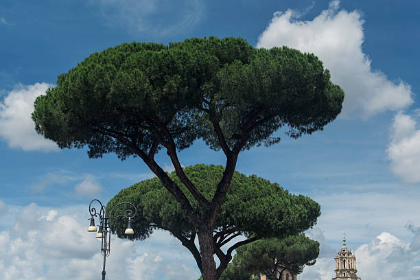 Rome's iconic stone pine trees, Pinus pinea, against a blue sky in the city of Rome Italy.