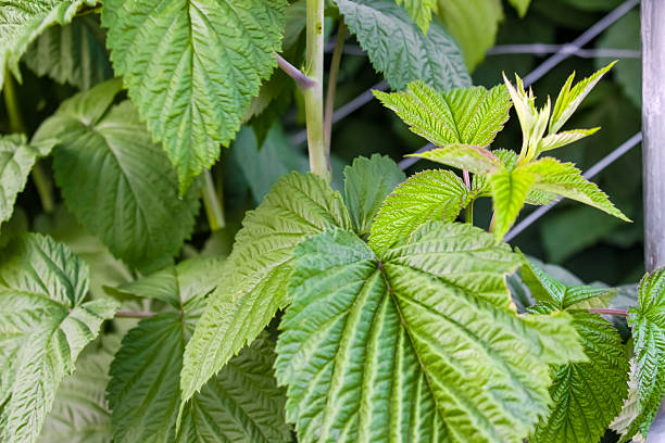 Close-up of ripening organic raspberries, on the vine ready for harvesting. growing under a protective canopy.Taken in Watsonville, California, USA.