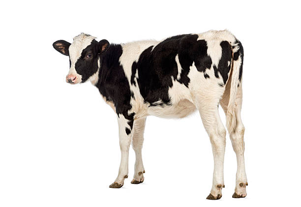 Cow holstein isolated on white