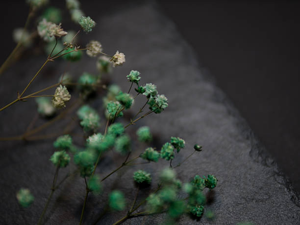 Negative space , flower in background, closeup