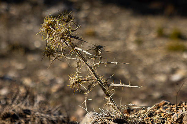 Close-up of sharp thorns on a wild plant