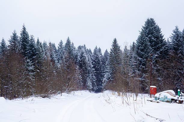 Winter blue Forest and Snowy Landscape A Calm Winter Atmosphere Captured in Nature. Landscape of a snowy path leads into dense blue spruce forest