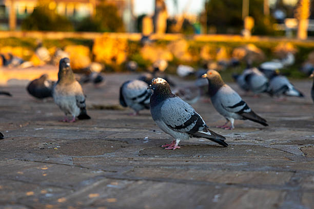 Group of pigeons in natural daylight