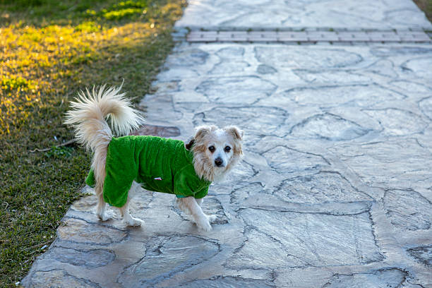 Cute dog dressed in green outfit
