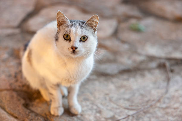 close up of a cat