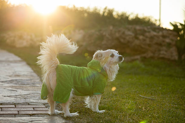 Cute dog dressed in green outfit