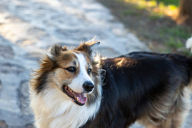 close up of a dog