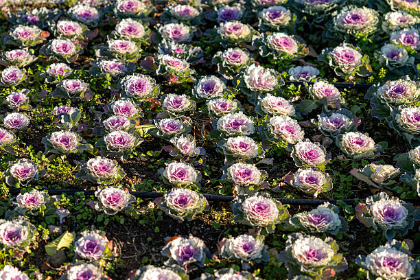 Ornamental cabbage flower in a garden
