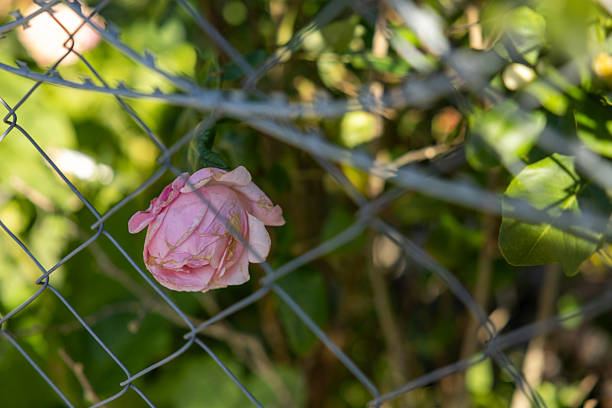 close up of rose