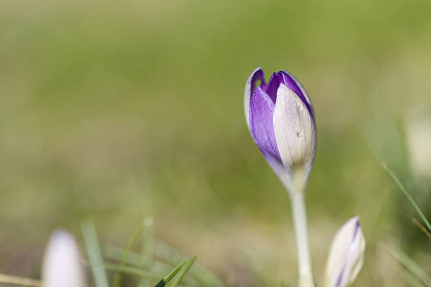Crocus in sunlight garden