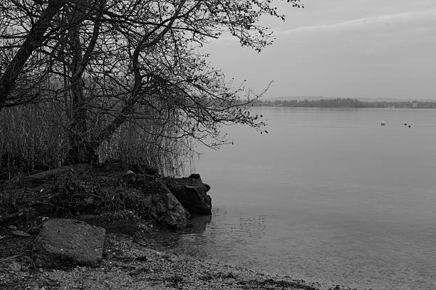 A solitary leafless tree leaning over a calm lake under a cloudy, overcast sky. The black and white landscape conveys a quiet, melancholic atmosphere, evoking solitude, stillness, and reflection in a natural lakeside environment.