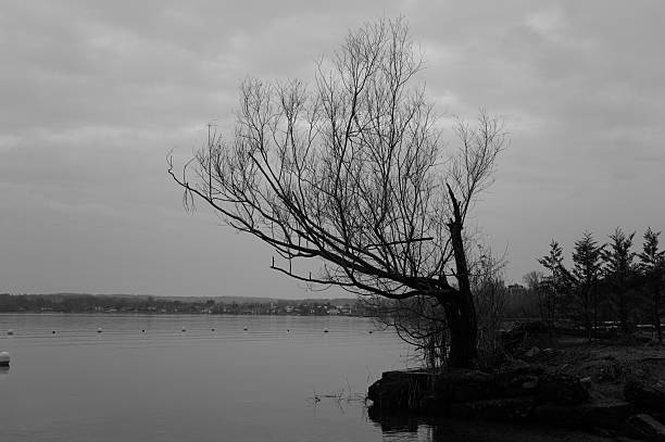 A solitary leafless tree leaning over a calm lake under a cloudy, overcast sky. The black and white landscape conveys a quiet, melancholic atmosphere, evoking solitude, stillness, and reflection in a natural lakeside environment.