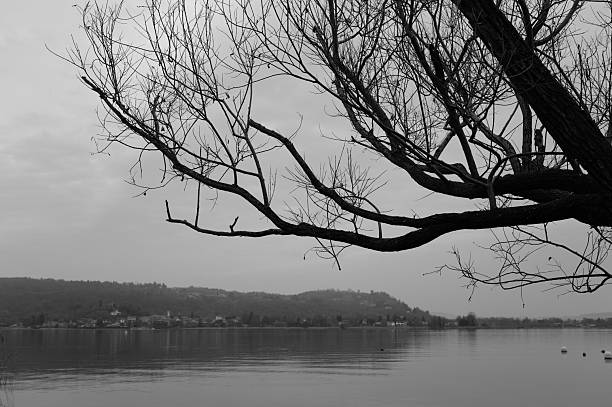 A solitary leafless tree leaning over a calm lake under a cloudy, overcast sky. The black and white landscape conveys a quiet, melancholic atmosphere, evoking solitude, stillness, and reflection in a natural lakeside environment.