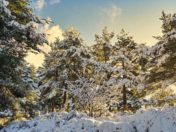 Landscapes - Forest - Europe, Romania, Suceava region