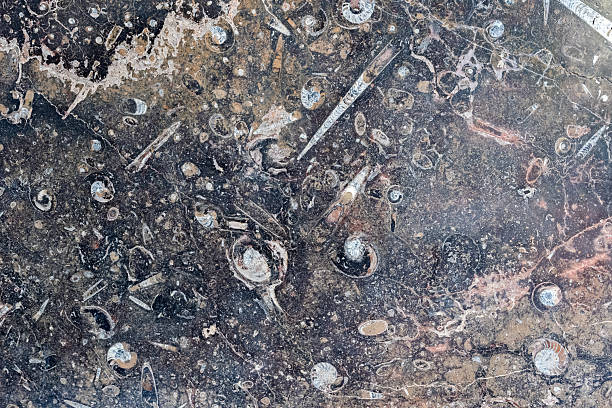 Stone with imprints of ancient marine inhabitants at the mouth of the Chuya and Katun. Chuysky tract. Altai Republic, Russia.